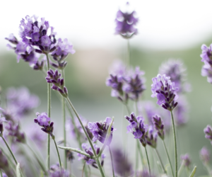 Calming Help for your Pets!