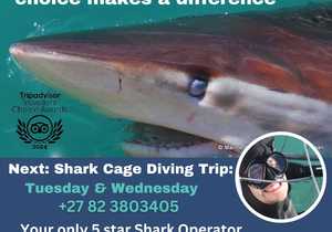 Next Shark Cage Diving Trip: 16 & 17 July 2024