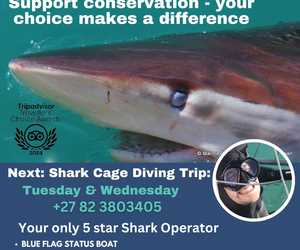Next Shark Cage Diving Trip: 16 & 17 July 2024