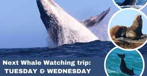 Next Marine Big 5 Trip: 16 & 17 July 2024!
