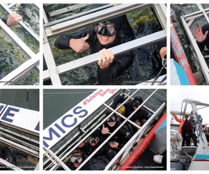 Daily Blog: 16 July 2024 | Shark Cage Diving in South Africa