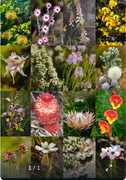 1,028 Fynbos Species Documented at Grootbos Foundation