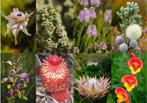1,028 Fynbos Species Documented at Grootbos Foundation