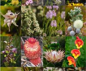 1,028 Fynbos Species Documented at Grootbos Foundation