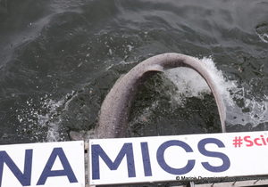 Next Shark Cage Diving Trip: 20 + 21 July 2024