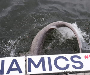 Next Shark Cage Diving Trip: 20 + 21 July 2024