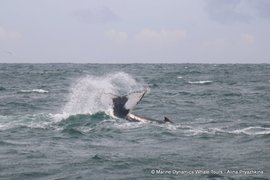 Next Marine Big 5 Trip: 21 + 22 July 2024!