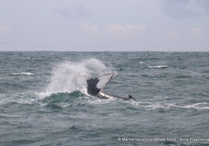 Next Marine Big 5 Trip: 21 + 22 July 2024!