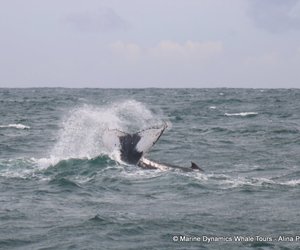 Next Marine Big 5 Trip: 21 + 22 July 2024!