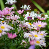 Nursery (Daisies) - Overberg Agri Stanford - Xplorio™ Stanford