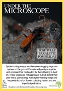 Under the Microscope: Spider-Hunting Wasps!