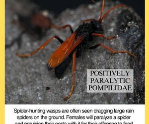 Under the Microscope: Spider-Hunting Wasps!