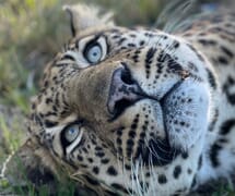 Children's Visit to Panthera: Meet Majestic Big Cats on 24 July 2024