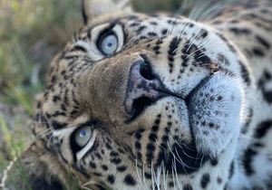 Children's Visit to Panthera: Meet Majestic Big Cats on 24 July 2024