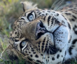 Children's Visit to Panthera: Meet Majestic Big Cats on 24 July 2024