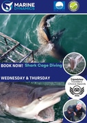 Next Shark Cage Diving Trip: 24 + 25 July 2024