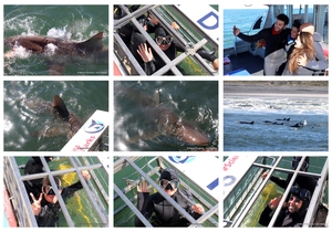 Daily Blog: 22 July 2024 | Shark Cage Diving in South Africa