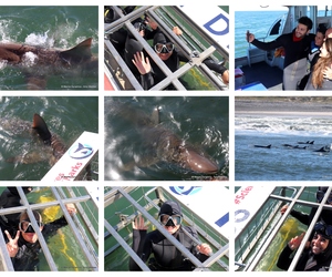 Daily Blog: 22 July 2024 | Shark Cage Diving in South Africa