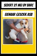 Sweet Male Jack Russell Needs a Home