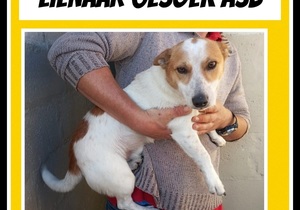 Sweet Male Jack Russell Needs a Home