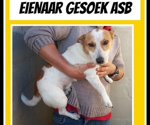 Sweet Male Jack Russell Needs a Home