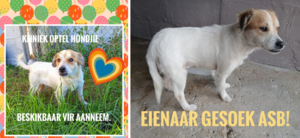 Loving Female Dog Needs a Home