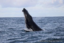 Next Marine Big 5 Trip: 25 July 2024!