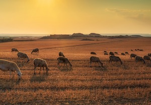 Bek-en Klouseer: Wes-Kaap