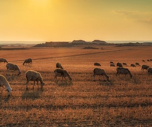 Bek-en Klouseer: Wes-Kaap