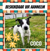 Adopt Coco