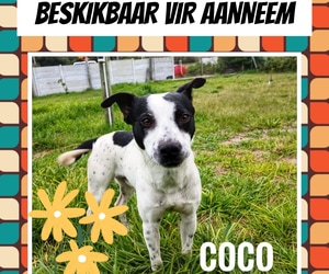Adopt Coco