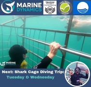 Next Shark Cage Diving Trip: 30 + 31 July 2024