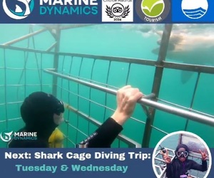 Next Shark Cage Diving Trip: 30 + 31 July 2024