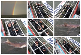 Daily Blog: 26 July 2024 | Shark Cage Diving in South Africa