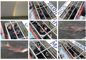 Daily Blog: 26 July 2024 | Shark Cage Diving in South Africa