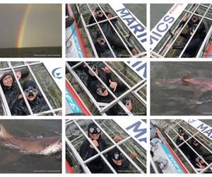 Daily Blog: 26 July 2024 | Shark Cage Diving in South Africa