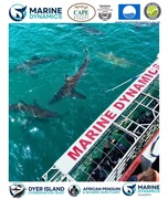 Next Shark Cage Diving Trip: 31 July 2024
