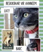 Adopt Beautiful Lucy from BARC