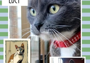 Adopt Beautiful Lucy from BARC