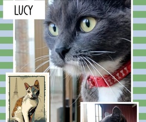Adopt Beautiful Lucy from BARC