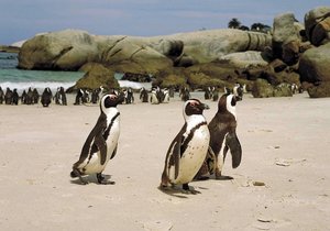 It's Time to Waddle - Weekly Update Week 11