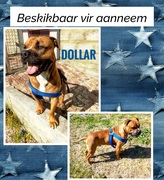 Adopt Dollar: Charming 18-Month-Old Dog