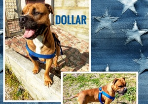 Adopt Dollar: Charming 18-Month-Old Dog