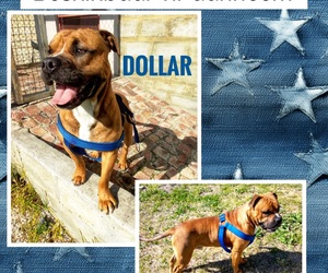 Adopt Dollar: Charming 18-Month-Old Dog