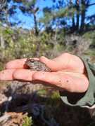 Grootbos Foundation Bioblitz in Hemel-en-Aarde Valley