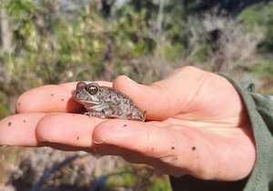 Grootbos Foundation Bioblitz in Hemel-en-Aarde Valley