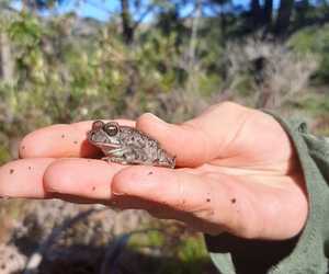 Grootbos Foundation Bioblitz in Hemel-en-Aarde Valley