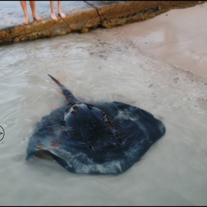 Feed the stingrays