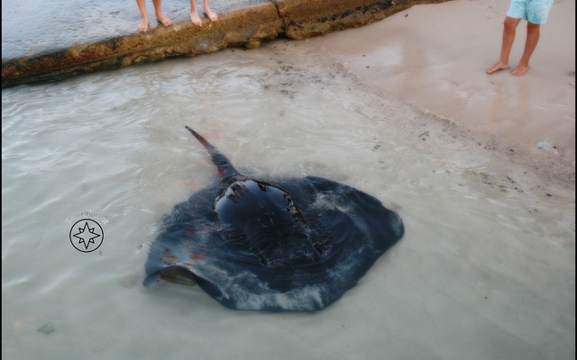 Feed the stingrays Feed the stingrays