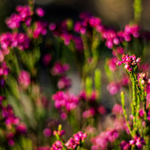 Fynbos - Funbos Bikes - Xplorio™ Gansbaai